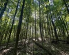 TBD Calvert Shaver Road, Rowlesburg, West Virginia 26425, ,Lots/land,For Sale,Calvert Shaver,10165251