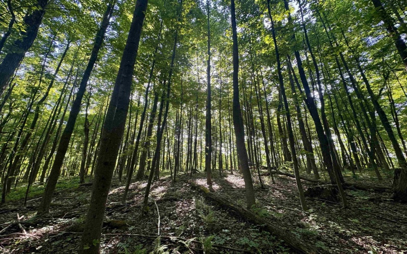 TBD Calvert Shaver Road, Rowlesburg, West Virginia 26425, ,Lots/land,For Sale,Calvert Shaver,10165251