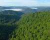 TBD Calvert Shaver Road, Rowlesburg, West Virginia 26425, ,Lots/land,For Sale,Calvert Shaver,10165251