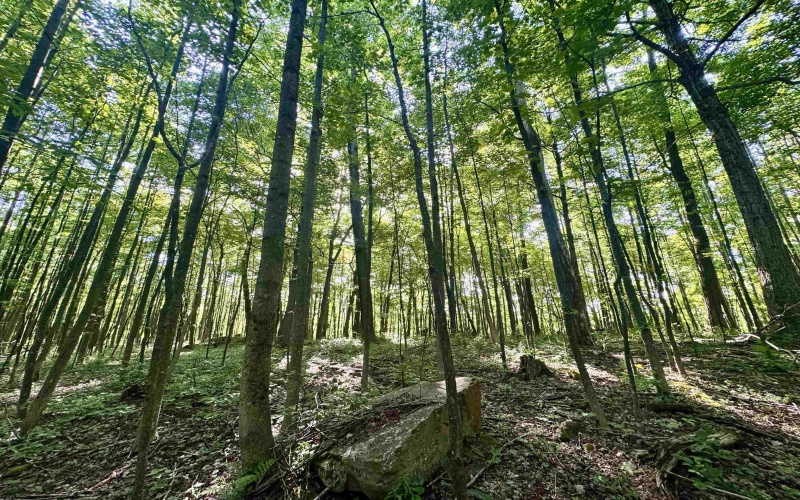 TBD Calvert Shaver Road, Rowlesburg, West Virginia 26425, ,Lots/land,For Sale,Calvert Shaver,10165251