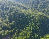 TBD Calvert Shaver Road, Rowlesburg, West Virginia 26425, ,Lots/land,For Sale,Calvert Shaver,10165251