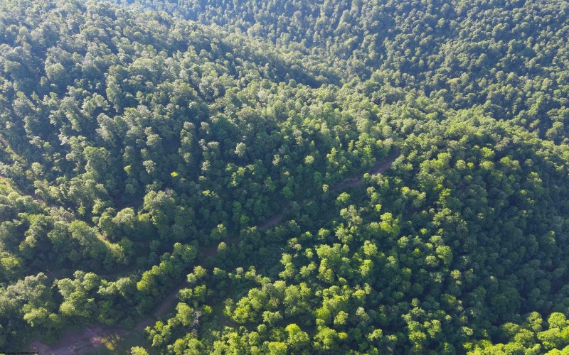 TBD Calvert Shaver Road, Rowlesburg, West Virginia 26425, ,Lots/land,For Sale,Calvert Shaver,10165251