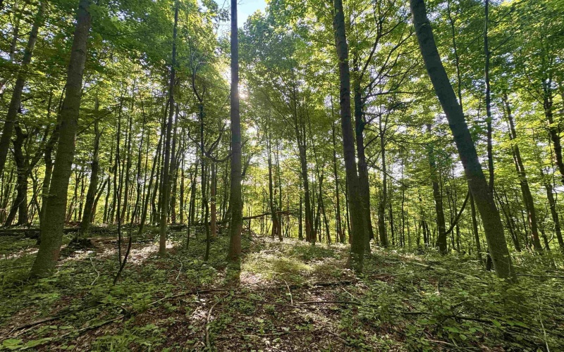 TBD Calvert Shaver Road, Rowlesburg, West Virginia 26425, ,Lots/land,For Sale,Calvert Shaver,10165251