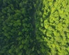 TBD Calvert Shaver Road, Rowlesburg, West Virginia 26425, ,Lots/land,For Sale,Calvert Shaver,10165251