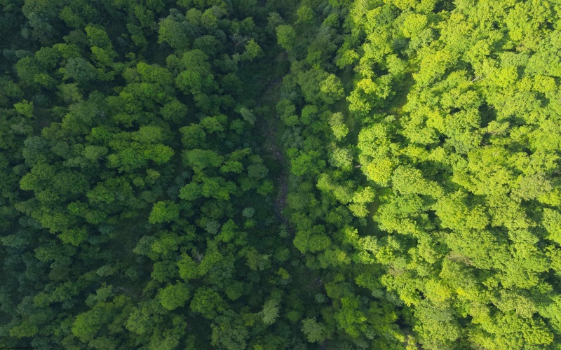 TBD Calvert Shaver Road, Rowlesburg, West Virginia 26425, ,Lots/land,For Sale,Calvert Shaver,10165251