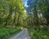 TBD Calvert Shaver Road, Rowlesburg, West Virginia 26425, ,Lots/land,For Sale,Calvert Shaver,10165251