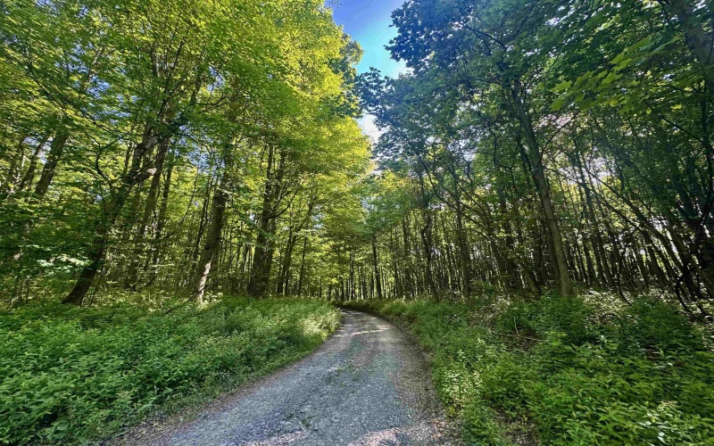 TBD Calvert Shaver Road, Rowlesburg, West Virginia 26425, ,Lots/land,For Sale,Calvert Shaver,10165251