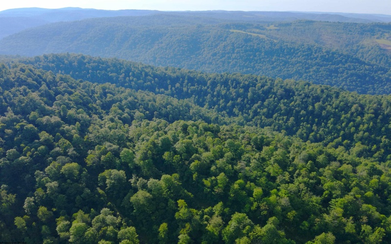 TBD Calvert Shaver Road, Rowlesburg, West Virginia 26425, ,Lots/land,For Sale,Calvert Shaver,10165251
