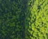 TBD Calvert Shaver Road, Rowlesburg, West Virginia 26425, ,Lots/land,For Sale,Calvert Shaver,10165251