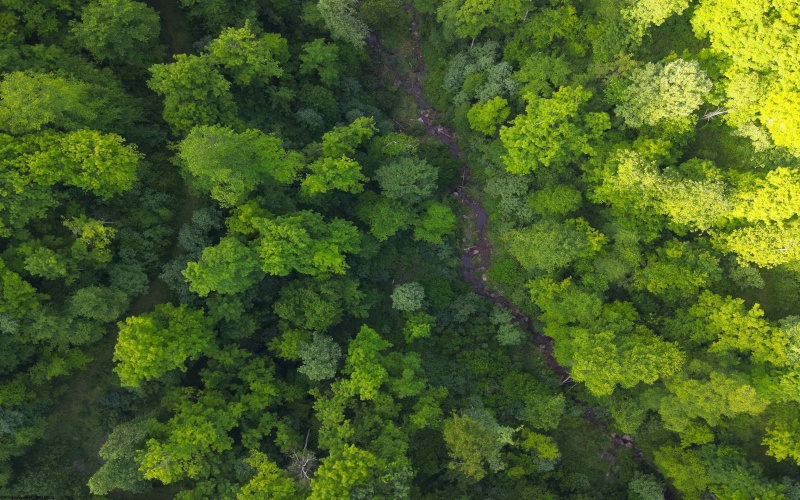 TBD Calvert Shaver Road, Rowlesburg, West Virginia 26425, ,Lots/land,For Sale,Calvert Shaver,10165251