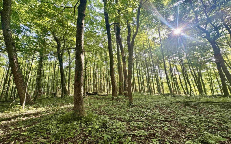 TBD Calvert Shaver Road, Rowlesburg, West Virginia 26425, ,Lots/land,For Sale,Calvert Shaver,10165251