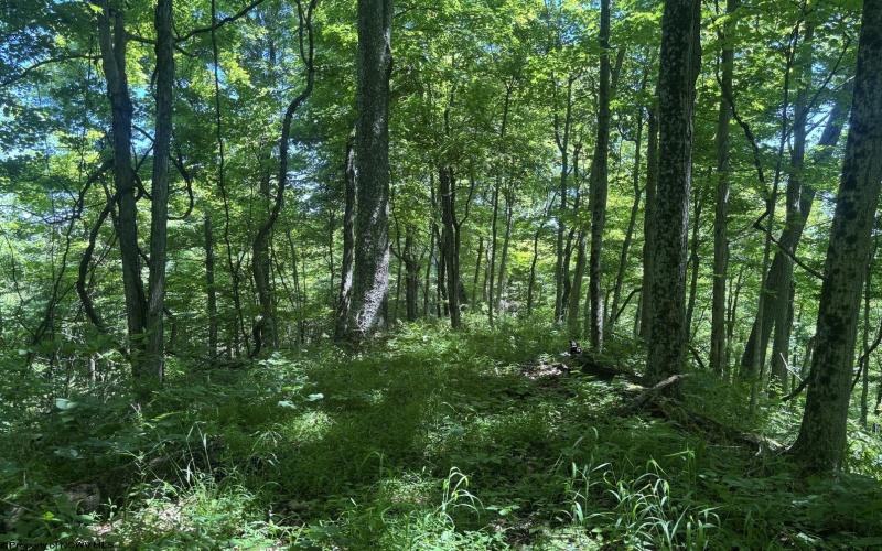 Lot 1 Ashland Ridge, Porters Falls, West Virginia 26162, ,Lots/land,For Sale,Ashland,10165239