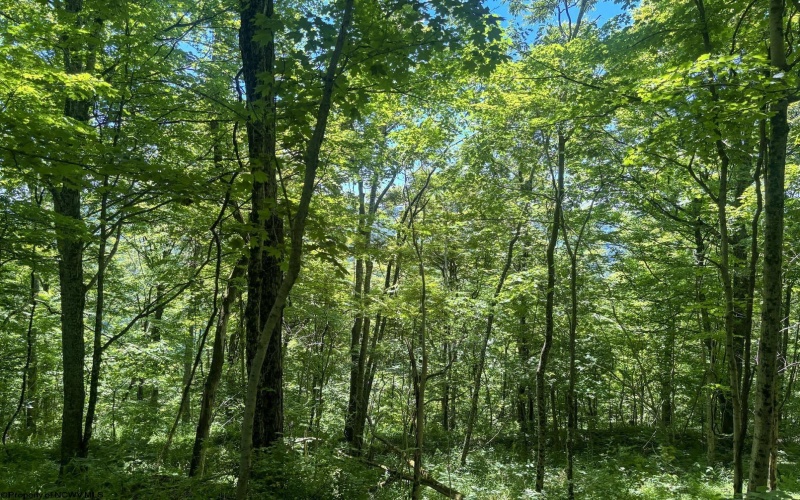 Lot 1 Ashland Ridge, Porters Falls, West Virginia 26162, ,Lots/land,For Sale,Ashland,10165239