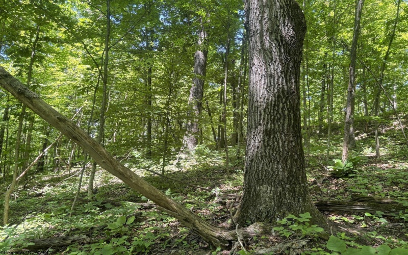 Lot 1 Ashland Ridge, Porters Falls, West Virginia 26162, ,Lots/land,For Sale,Ashland,10165239
