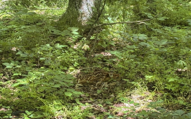 Lot 1 Ashland Ridge, Porters Falls, West Virginia 26162, ,Lots/land,For Sale,Ashland,10165239