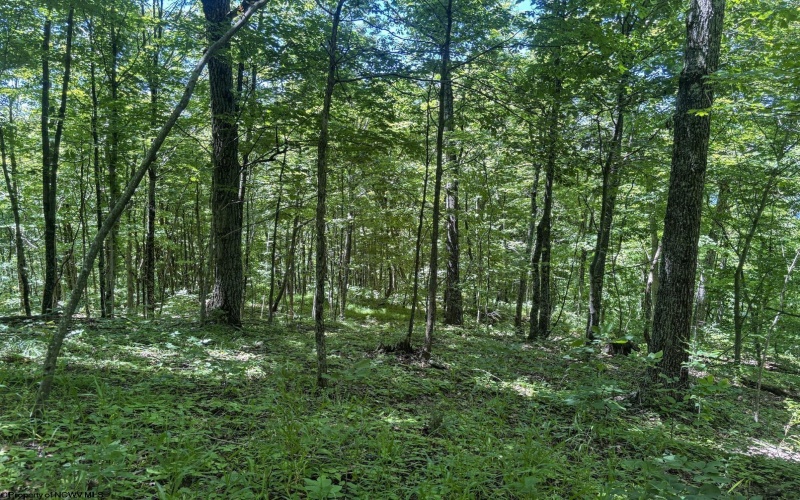 Lot 1 Ashland Ridge, Porters Falls, West Virginia 26162, ,Lots/land,For Sale,Ashland,10165239