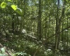 Lot 1 Ashland Ridge, Porters Falls, West Virginia 26162, ,Lots/land,For Sale,Ashland,10165239
