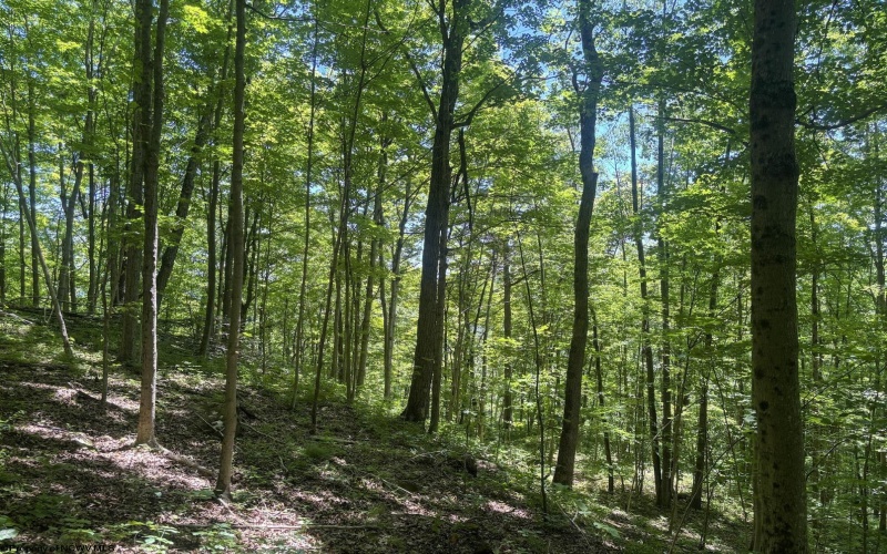 Lot 1 Ashland Ridge, Porters Falls, West Virginia 26162, ,Lots/land,For Sale,Ashland,10165239