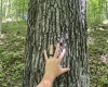 Lot 1 Ashland Ridge, Porters Falls, West Virginia 26162, ,Lots/land,For Sale,Ashland,10165239