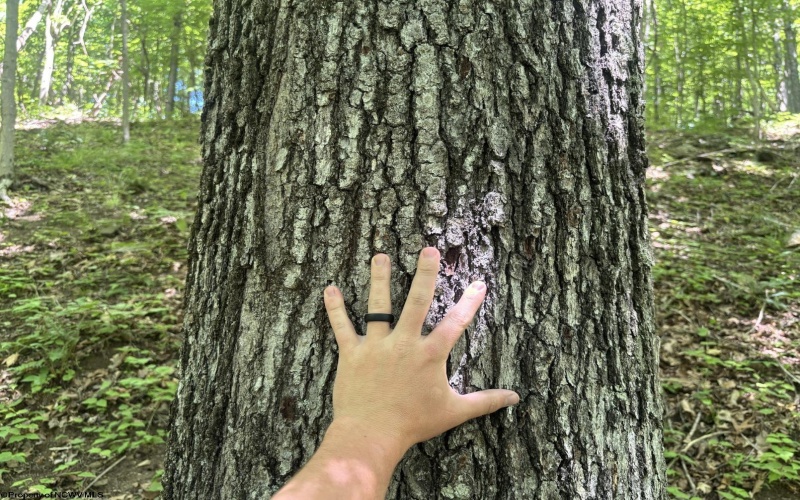 Lot 1 Ashland Ridge, Porters Falls, West Virginia 26162, ,Lots/land,For Sale,Ashland,10165239