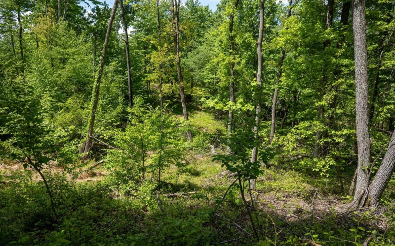 Lot 1 Laurel Mountain Road, Belington, West Virginia 26250, ,Lots/land,For Sale,Laurel Mountain,10165248 Lot 1 Laurel Mountain Road, Belington, West Virginia 26250, ,Lots/land,For Sale,Laurel Mountain,10165248