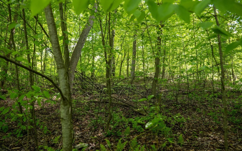 Lot 1 Laurel Mountain Road, Belington, West Virginia 26250, ,Lots/land,For Sale,Laurel Mountain,10165248 Lot 1 Laurel Mountain Road, Belington, West Virginia 26250, ,Lots/land,For Sale,Laurel Mountain,10165248