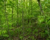 Lot 1 Laurel Mountain Road, Belington, West Virginia 26250, ,Lots/land,For Sale,Laurel Mountain,10165248 Lot 1 Laurel Mountain Road, Belington, West Virginia 26250, ,Lots/land,For Sale,Laurel Mountain,10165248