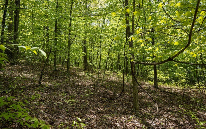 Lot 1 Laurel Mountain Road, Belington, West Virginia 26250, ,Lots/land,For Sale,Laurel Mountain,10165248 Lot 1 Laurel Mountain Road, Belington, West Virginia 26250, ,Lots/land,For Sale,Laurel Mountain,10165248