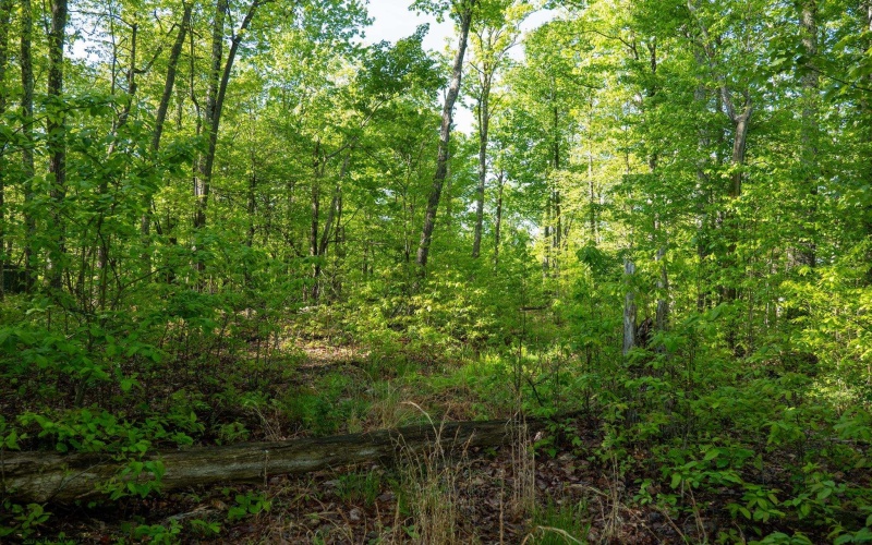 Lot 1 Laurel Mountain Road, Belington, West Virginia 26250, ,Lots/land,For Sale,Laurel Mountain,10165248 Lot 1 Laurel Mountain Road, Belington, West Virginia 26250, ,Lots/land,For Sale,Laurel Mountain,10165248