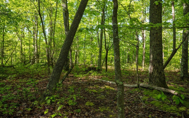 Lot 1 Laurel Mountain Road, Belington, West Virginia 26250, ,Lots/land,For Sale,Laurel Mountain,10165248 Lot 1 Laurel Mountain Road, Belington, West Virginia 26250, ,Lots/land,For Sale,Laurel Mountain,10165248