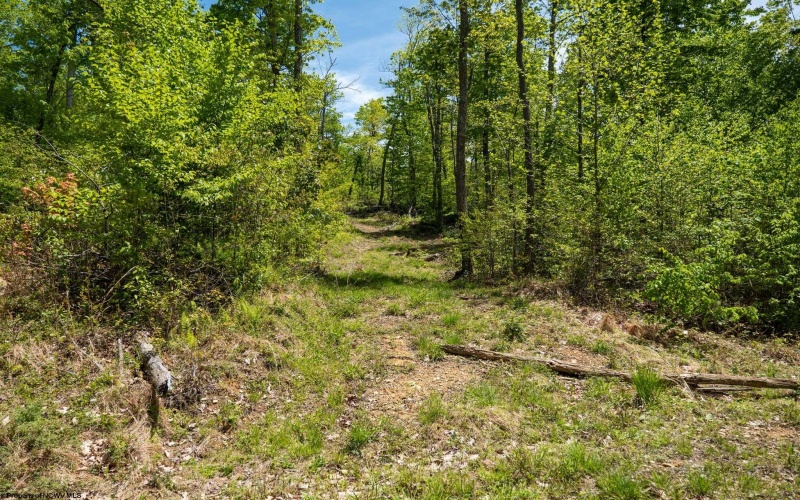 Lot 1 Laurel Mountain Road, Belington, West Virginia 26250, ,Lots/land,For Sale,Laurel Mountain,10165248 Lot 1 Laurel Mountain Road, Belington, West Virginia 26250, ,Lots/land,For Sale,Laurel Mountain,10165248