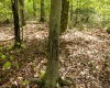 Lot 1 Laurel Mountain Road, Belington, West Virginia 26250, ,Lots/land,For Sale,Laurel Mountain,10165248 Lot 1 Laurel Mountain Road, Belington, West Virginia 26250, ,Lots/land,For Sale,Laurel Mountain,10165248