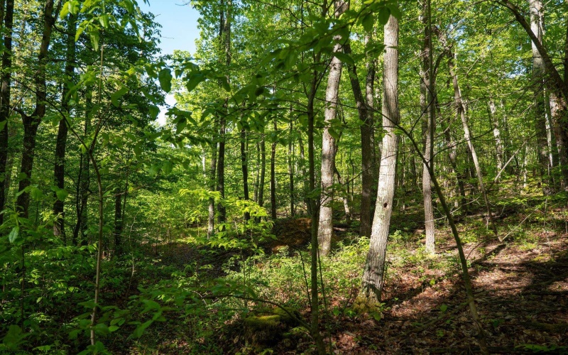 Lot 1 Laurel Mountain Road, Belington, West Virginia 26250, ,Lots/land,For Sale,Laurel Mountain,10165248 Lot 1 Laurel Mountain Road, Belington, West Virginia 26250, ,Lots/land,For Sale,Laurel Mountain,10165248