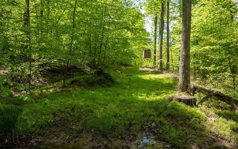 Lot 1 Laurel Mountain Road, Belington, West Virginia 26250, ,Lots/land,For Sale,Laurel Mountain,10165248 Lot 1 Laurel Mountain Road, Belington, West Virginia 26250, ,Lots/land,For Sale,Laurel Mountain,10165248