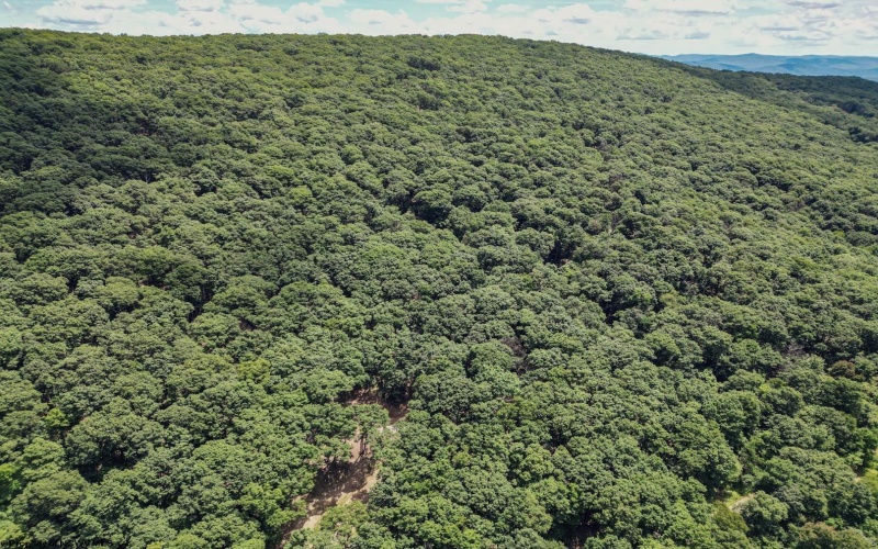 Lot 23 Long Lick Run Road, Baker, West Virginia 26801, ,Lots/land,For Sale,Long Lick Run,10165249