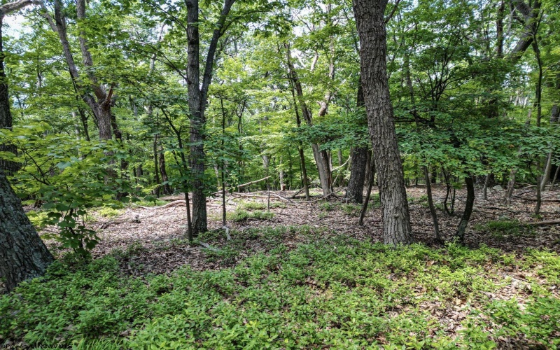 Lot 23 Long Lick Run Road, Baker, West Virginia 26801, ,Lots/land,For Sale,Long Lick Run,10165249