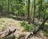Lot 23 Long Lick Run Road, Baker, West Virginia 26801, ,Lots/land,For Sale,Long Lick Run,10165249