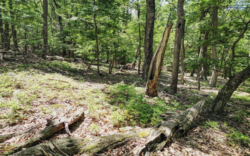 Lot 23 Long Lick Run Road, Baker, West Virginia 26801, ,Lots/land,For Sale,Long Lick Run,10165249