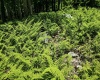 Lot 23 Long Lick Run Road, Baker, West Virginia 26801, ,Lots/land,For Sale,Long Lick Run,10165249