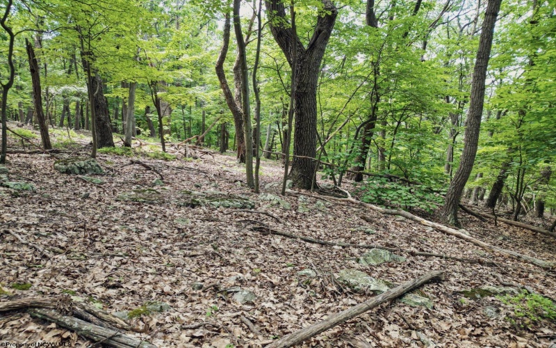 Lot 23 Long Lick Run Road, Baker, West Virginia 26801, ,Lots/land,For Sale,Long Lick Run,10165249