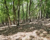 Lot 23 Long Lick Run Road, Baker, West Virginia 26801, ,Lots/land,For Sale,Long Lick Run,10165249
