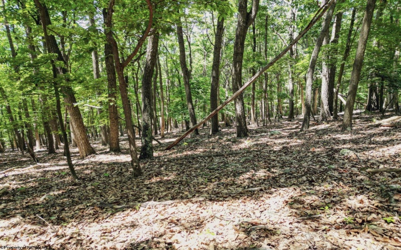 Lot 23 Long Lick Run Road, Baker, West Virginia 26801, ,Lots/land,For Sale,Long Lick Run,10165249