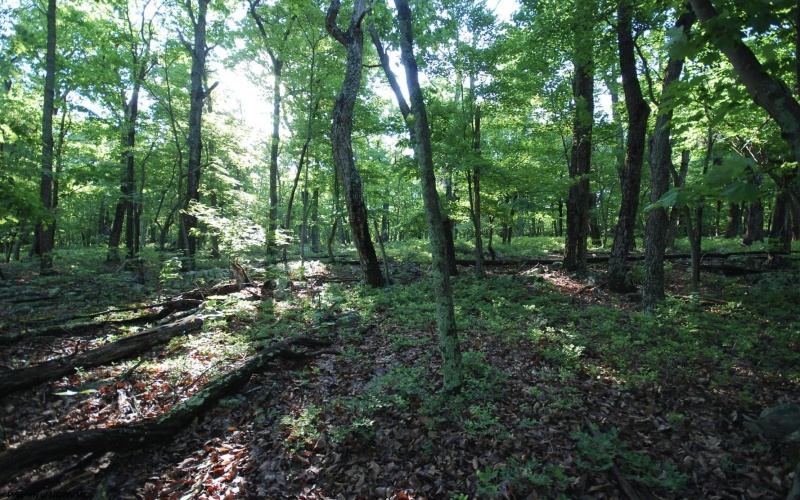 Lot 23 Long Lick Run Road, Baker, West Virginia 26801, ,Lots/land,For Sale,Long Lick Run,10165249
