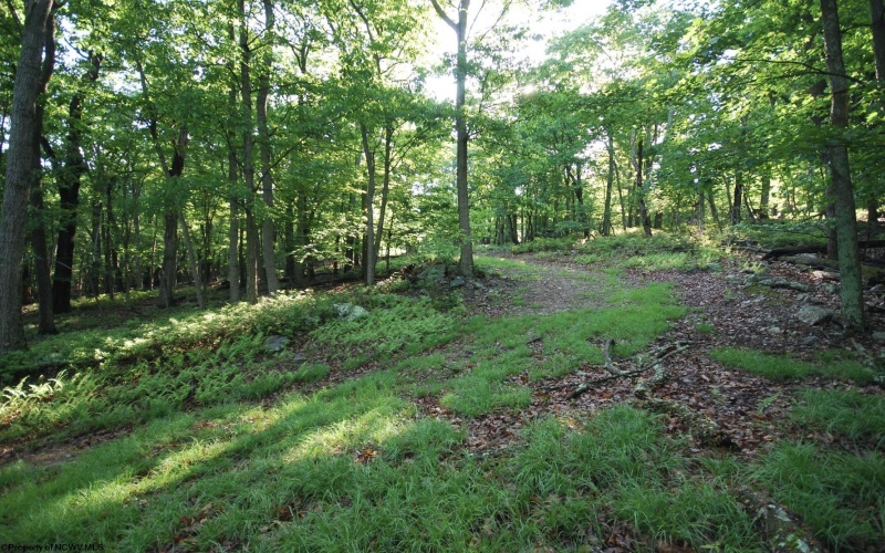Lot 23 Long Lick Run Road, Baker, West Virginia 26801, ,Lots/land,For Sale,Long Lick Run,10165249