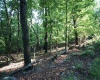 Lot 23 Long Lick Run Road, Baker, West Virginia 26801, ,Lots/land,For Sale,Long Lick Run,10165249