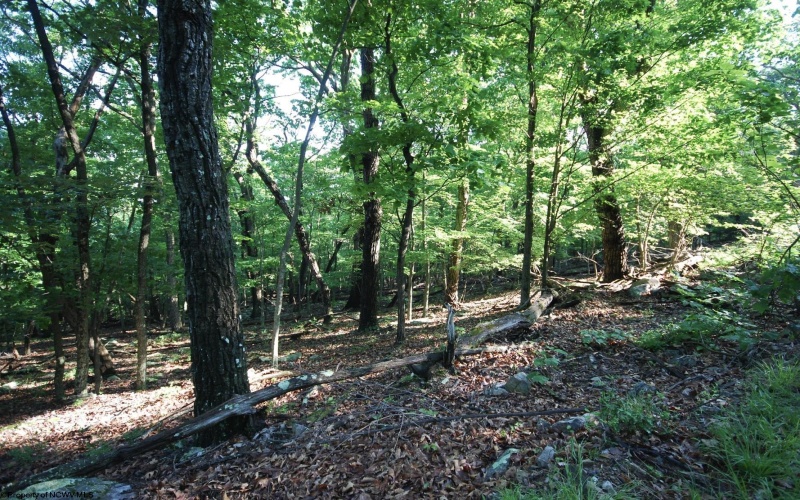 Lot 23 Long Lick Run Road, Baker, West Virginia 26801, ,Lots/land,For Sale,Long Lick Run,10165249