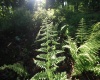 Lot 23 Long Lick Run Road, Baker, West Virginia 26801, ,Lots/land,For Sale,Long Lick Run,10165249