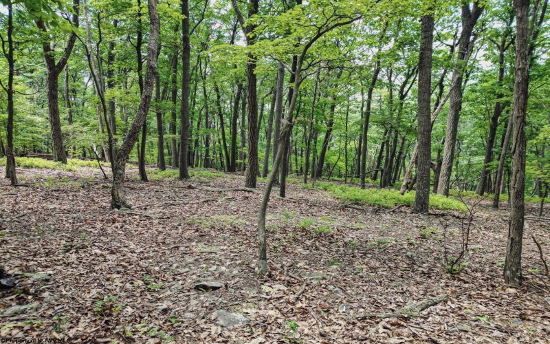 Lot 23 Long Lick Run Road, Baker, West Virginia 26801, ,Lots/land,For Sale,Long Lick Run,10165249