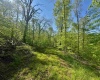 Tract B John Orr Road, Independence, West Virginia 26374, ,Lots/land,For Sale,John Orr,10165314 Tract B John Orr Road, Independence, West Virginia 26374, ,Lots/land,For Sale,John Orr,10165314