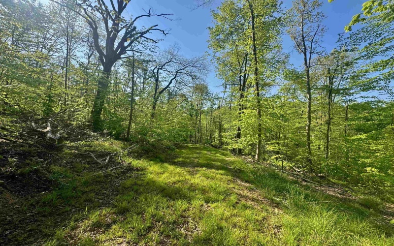 Tract B John Orr Road, Independence, West Virginia 26374, ,Lots/land,For Sale,John Orr,10165314 Tract B John Orr Road, Independence, West Virginia 26374, ,Lots/land,For Sale,John Orr,10165314